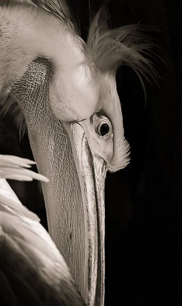 Pelikaan close up van Foto Studio Labie