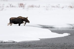 Elch ( Alces alces ), junger Bulle im Winter,  quert bei hoher Schneelage einen Fluss, Yellowstone