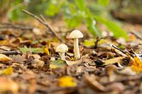 Autumn - Paddestoelen in de herfst III