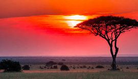 Afrika met zonsondergang