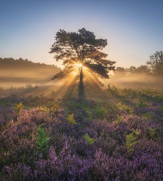 Purple Heath by Erel Turkay