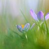 Dromerige krokussen in paarse en gele tinten – Lente in de Groenzone van Ad Jekel