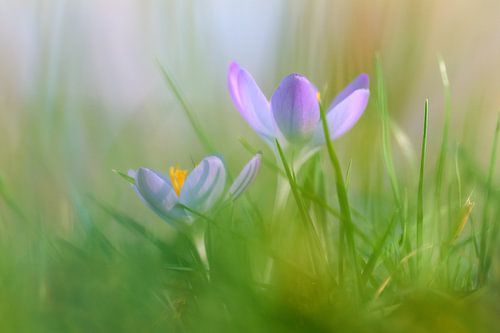 Dromerige krokussen in paarse en gele tinten – Lente in de Groenzone van Ad Jekel