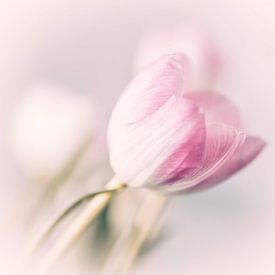 Tulpen in Pastellfarben von Consala van  der Griend