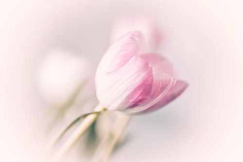 Tulpen in pastel kleur