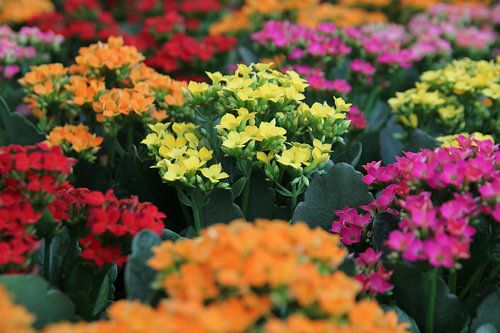 The Color Mix