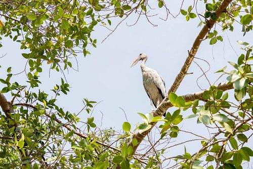 Indische Gaper, Ooievaar