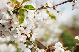 Beautiful cherry blossoms in bloom! by Anke Kaal