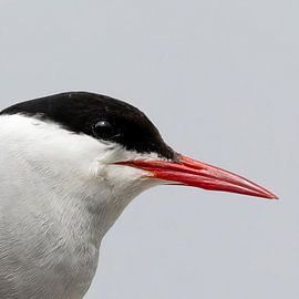 Arctic tern portrait in Faroese fog
