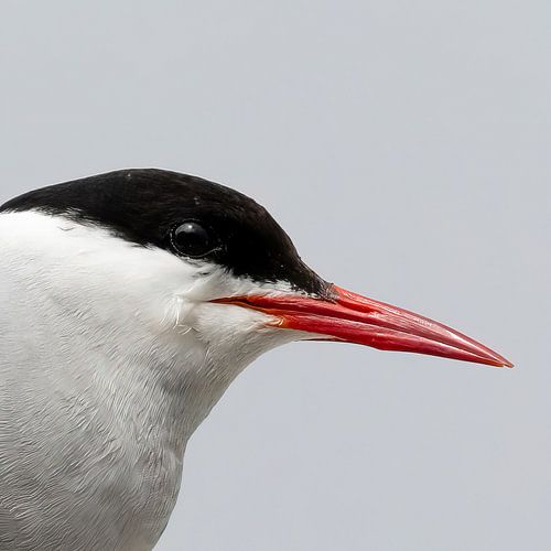 Arctic tern portrait in Faroese fog