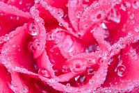 Close up pink rose with water drops