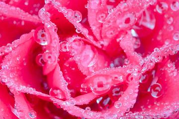 Close up roze roosje met waterdruppels van Natascha Teubl