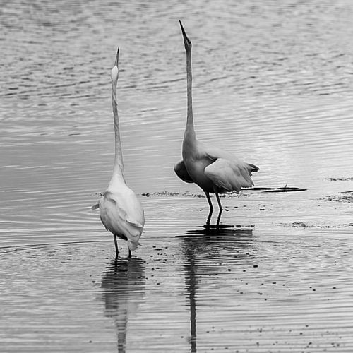 zilverreigers
