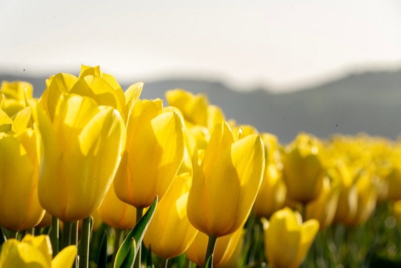 Tulip field (3) by Cor Tervoort