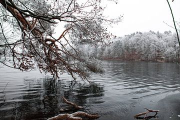 Winterbos bij het meer van Photography Jansen