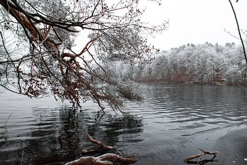 Forêt d'hiver au bord du lac