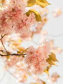 Pink blossom by Marianne Brouwer
