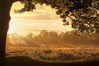 Morning has broken - A golden sunrise by R Smallenbroek thumbnail