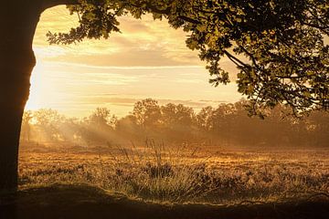 Morning has broken - A golden sunrise by R Smallenbroek