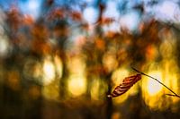 Herfstkleuren.01 (2x3)