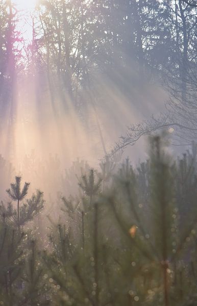 Licht von Johanna Kool