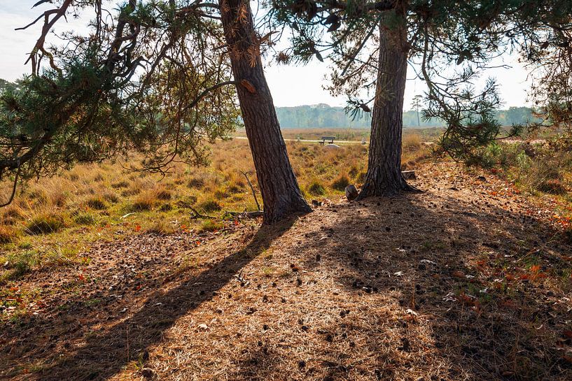Stämme von zwei großen Kiefern an einem sonnigen Herbsttag in einem Nede. von Ruud Morijn