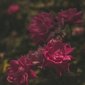 Pink Roses by Imagination by Mieke