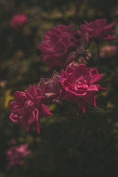 Pink Roses