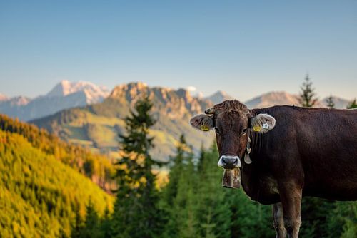 Allgäuer koeien uitzicht