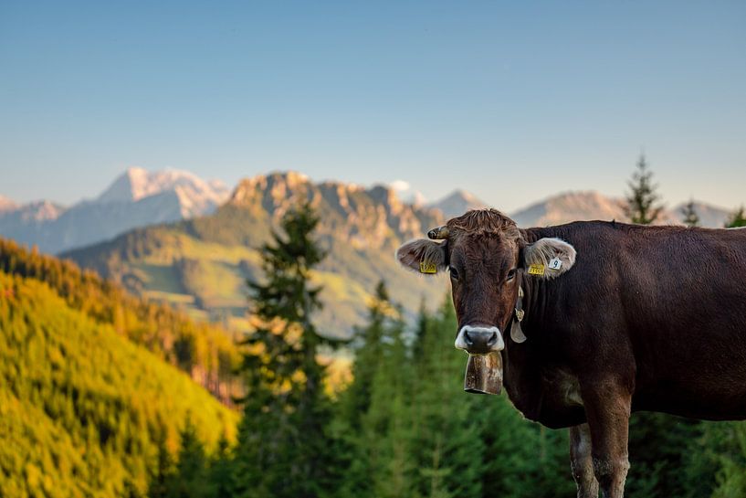 Allgäu cow view by Leo Schindzielorz