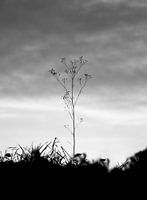 Lonely
