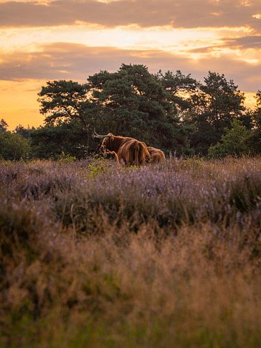 Highlander écossais