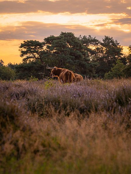 Scottish highlander by Robert Nederveen