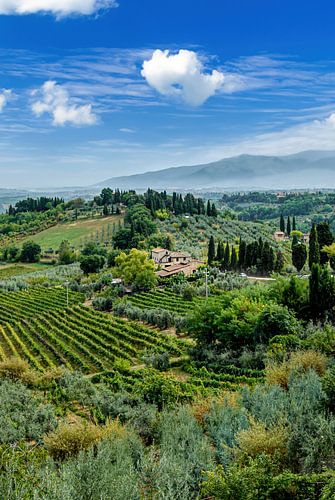 Tuscan vineyard in the sunlight