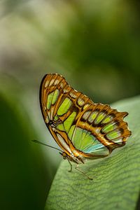 Hallo mooie vlinder van Tonny Visser-Vink