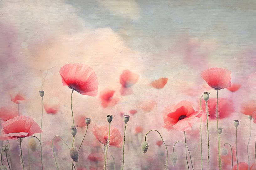 Gentle poppy field by Heike Hultsch