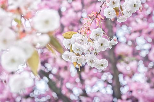 Feestelijke witte en roze bloesem