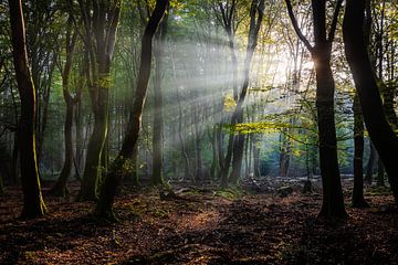 The forest of dancing trees