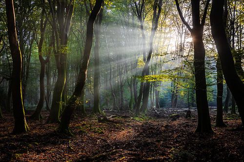 Het bos van de dansende bomen