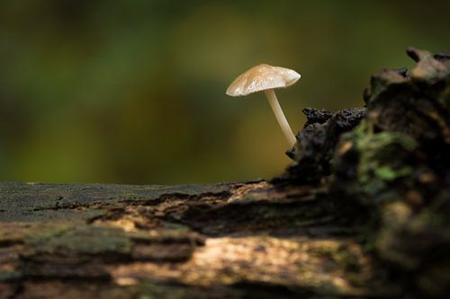 Stilleven met een paddestoel