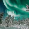 Aurora borealis boven het bos | reisfotografie print | Saariselkä Lapland van Kimberley Jekel