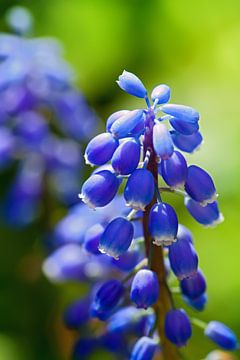 Blue muscari by Bo Valentino