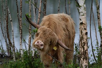 Highlander by Marjo Raap