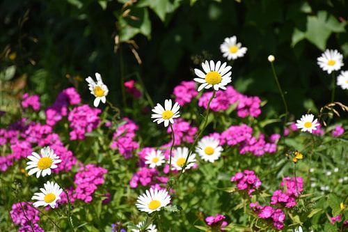 Wildflowers in spring
