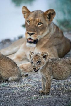 Lioness with young by Tom Zwerver