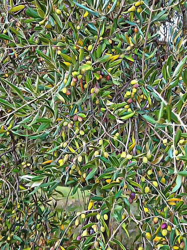 Rijp en klaar om te plukken