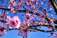 Mandelblüte