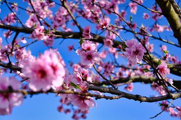 Mandelblüte van Tobias Rühling