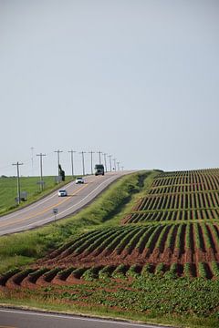 A potato field in summer by Claude Laprise