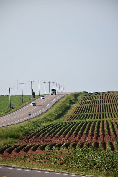 A potato field in summer by Claude Laprise